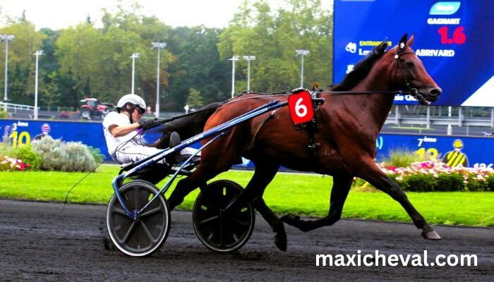 Meilleur Pronostic 3 Chevaux (1)