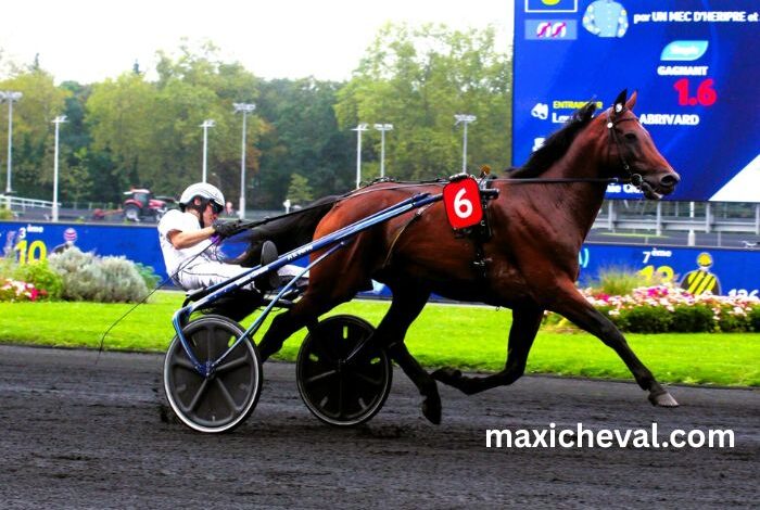 Meilleur Pronostic 3 Chevaux (1)