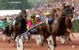 Meilleurs Pronostics Quinté Demain (4)