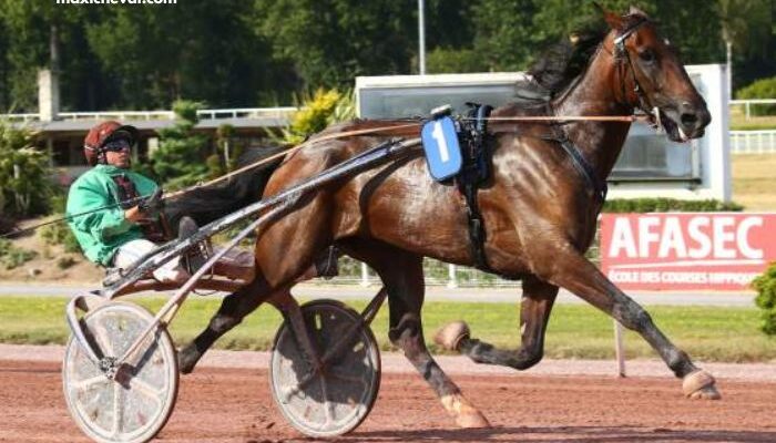 Prono Logique Turf
