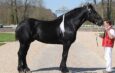 Un Cheval Par Jour