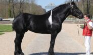 Un Cheval Par Jour