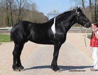 Un Cheval Par Jour