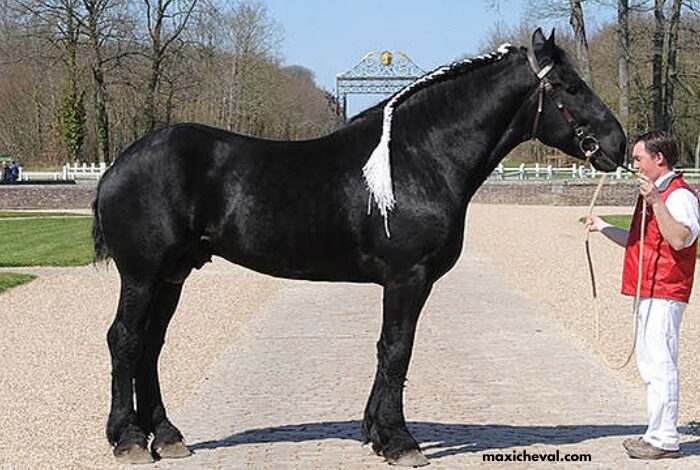 Un Cheval Par Jour