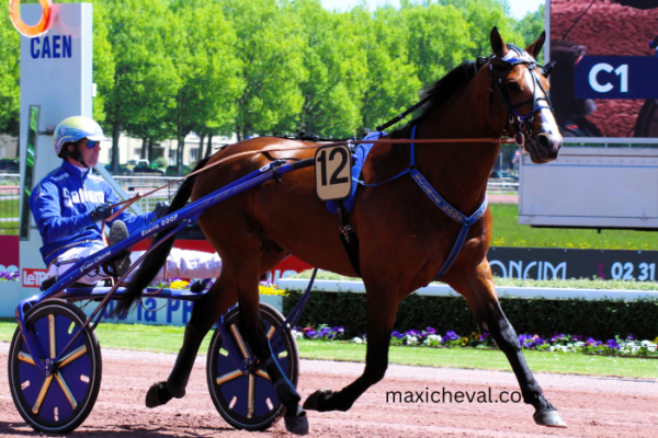 Lingodor Turf 2019