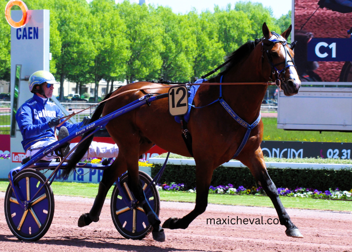 Lingodor Turf 2019
