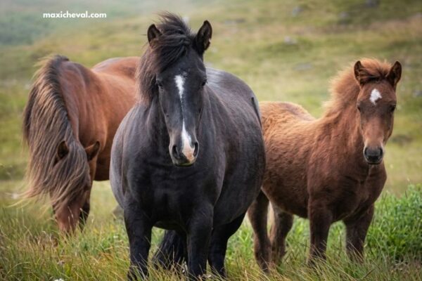 Cheval de Base