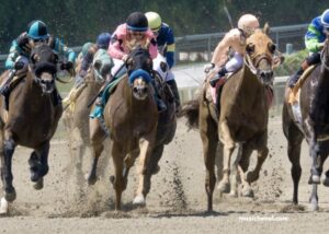 Elimination Des Chevaux
