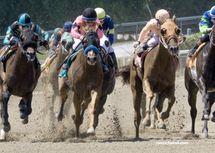 Elimination Des Chevaux