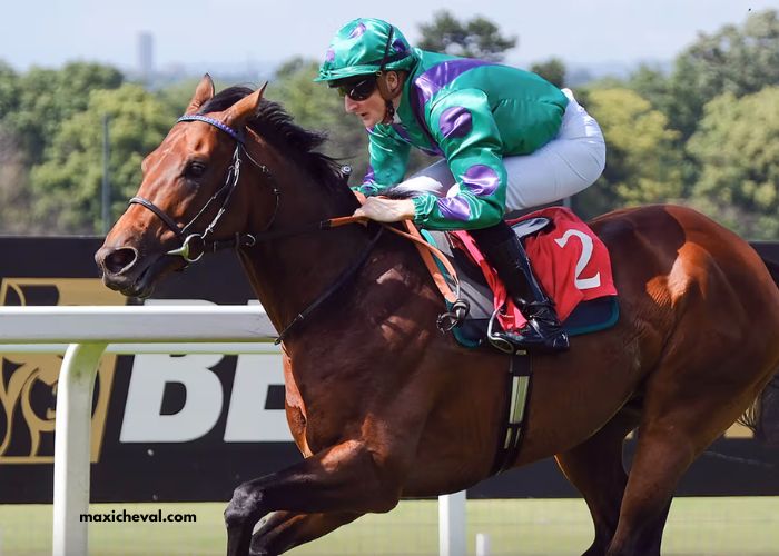 LA Voyeuse Turf