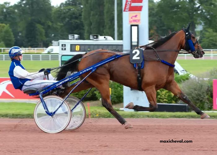 Les 3 Chevaux Incontournables (1)