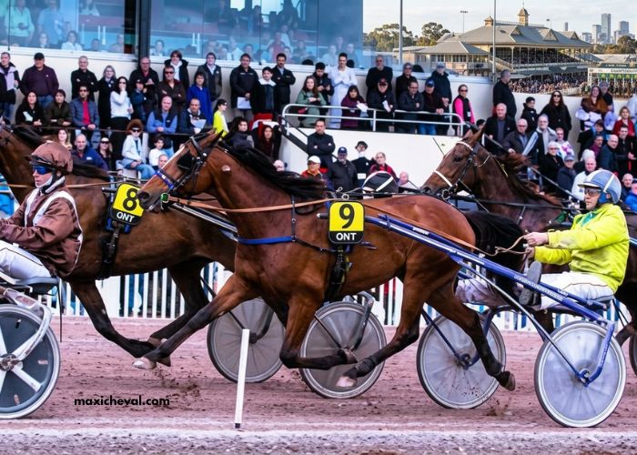 Les 7 Du Tiercé