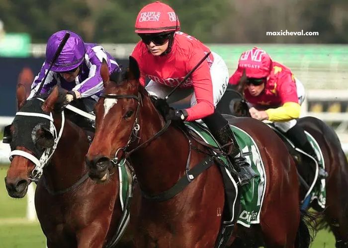 Turf DE France