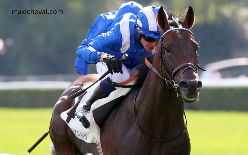 meilleurcheval